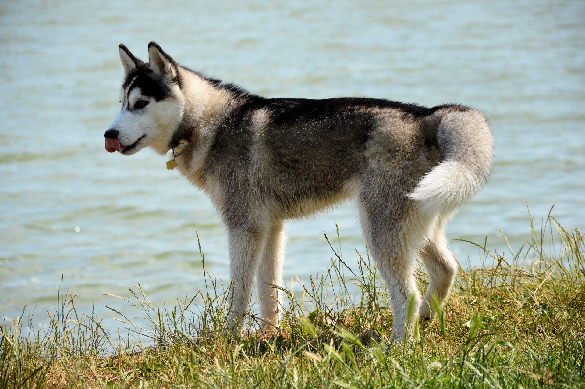 Cover art: A grown husky standing in the grass on a river bank, as if he is thinking about taking a swim. It is a beautiful, sunny day, and the husky looks happy as he is sticking out his tongue. His fur is black on the back and changes to light gray towards the legs. His face is mostly white, with a black forehead. His neck has white and dark parts.