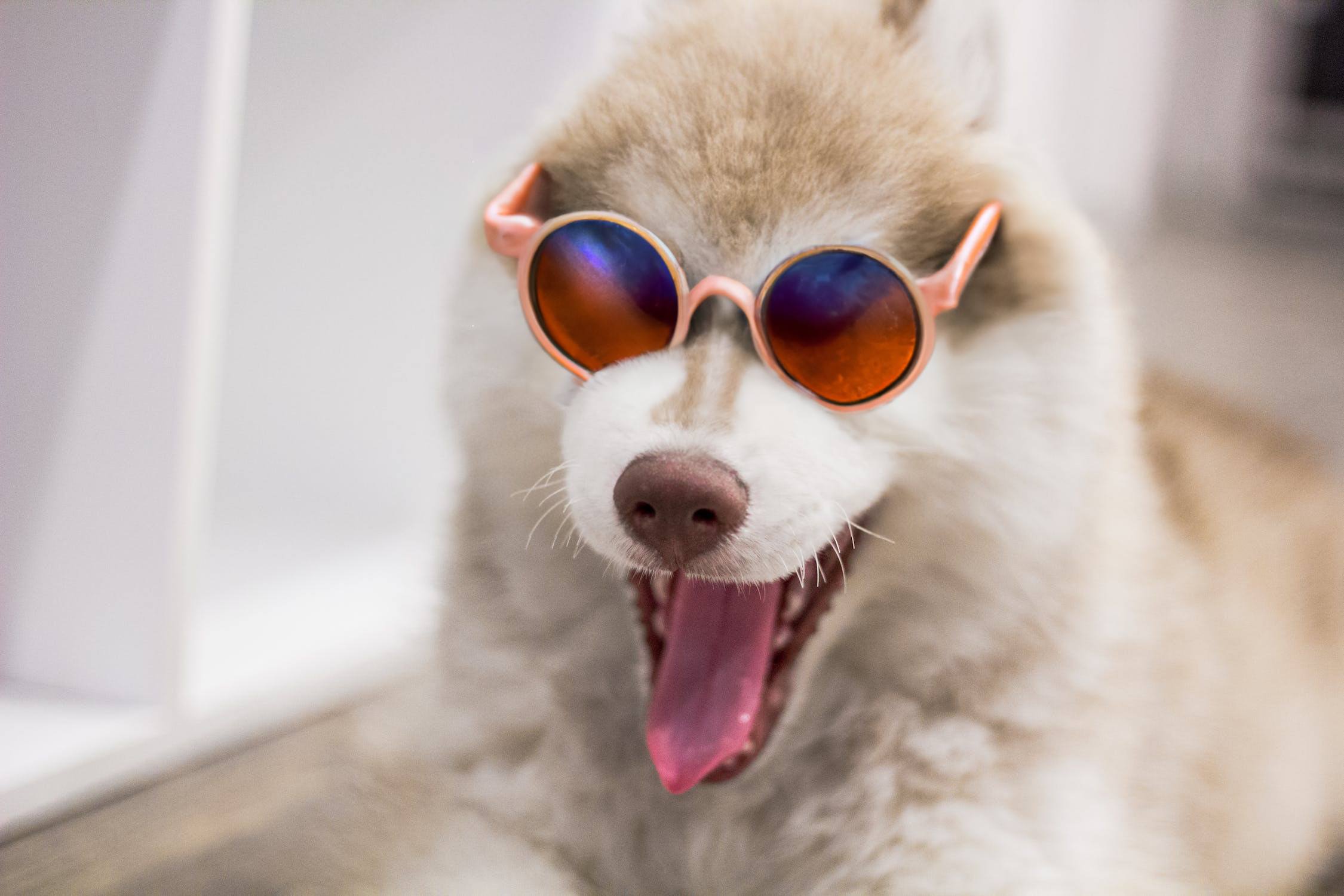 A husky wearing orange sunglasses